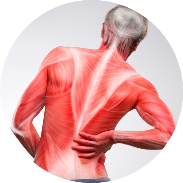 Der Rücken ist für die meisten Menschen eine häufige Ursache für Muskel- und Gelenkschmerzen.